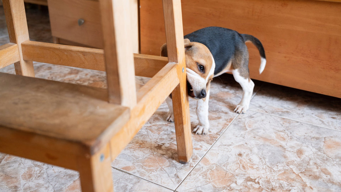How to Stop Your Dog From Chewing Furniture Legs