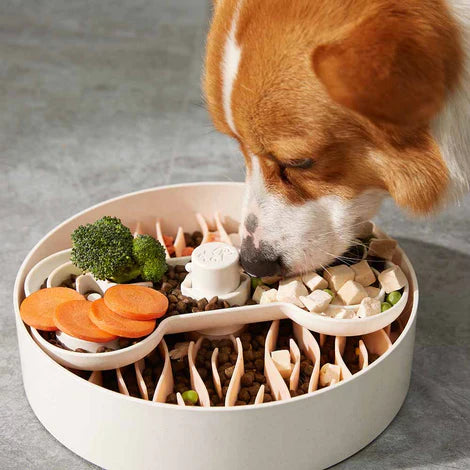 Best Slow Feeder Bowls for Fast-Eating Dogs