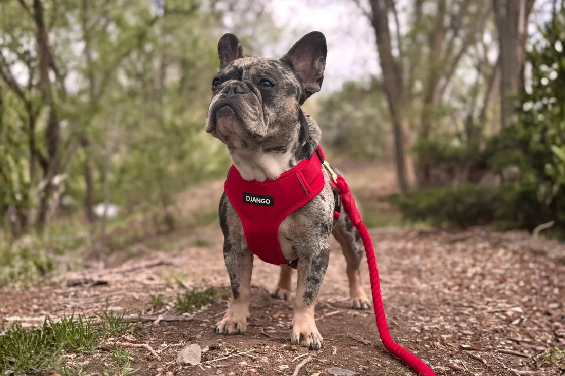 Best Escape-Proof Harness for Small Dogs