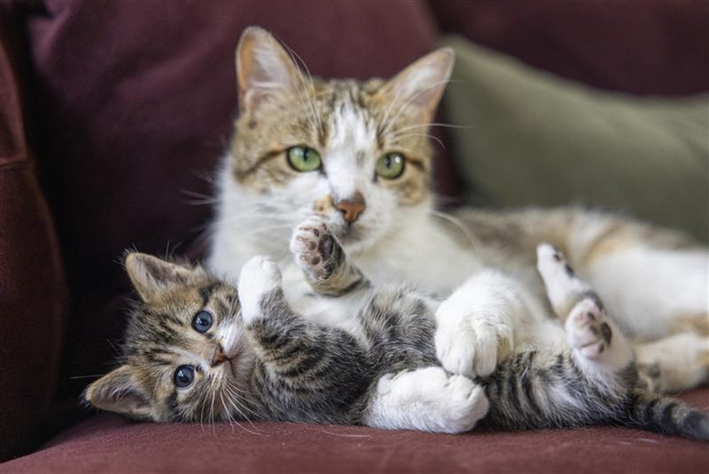 How to Introduce a Cat to a New Kitten